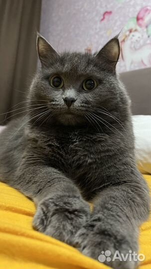 Кошки в добрые руки