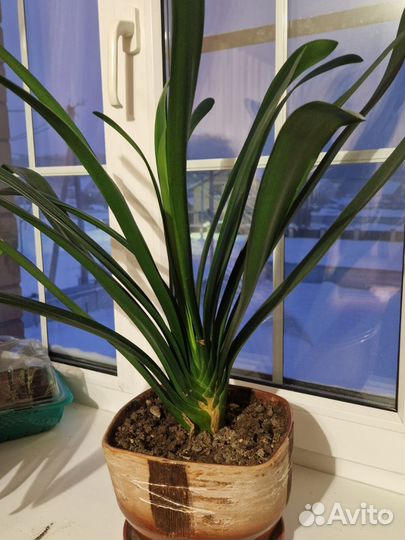 Комнатные цветы кливия