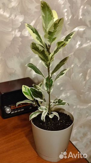 Фикусы Микрокарпа Альбомаргината и Керли