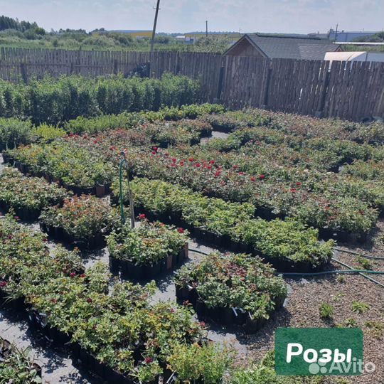 Саженцы сортовых роз