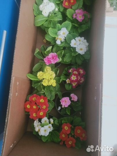 Цветы примула