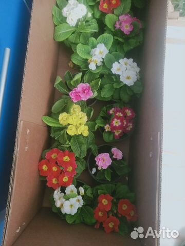 Цветы примула