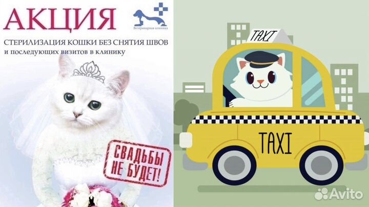 Стерилизация собак и кошек