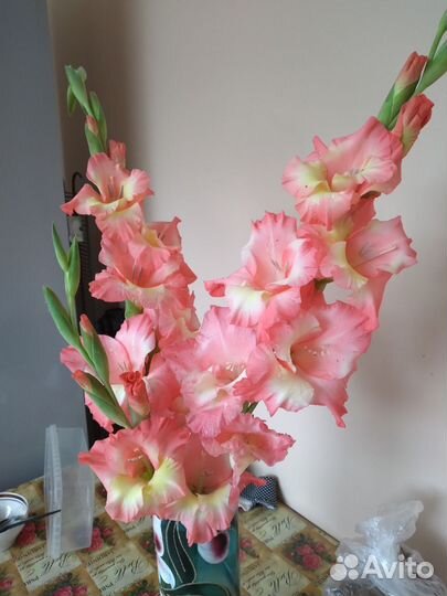 Гладиолусы луковицы