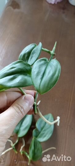 Сциндапсус Сингониум