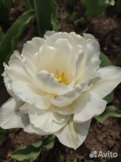 Луковицы сортовых тюльпанов