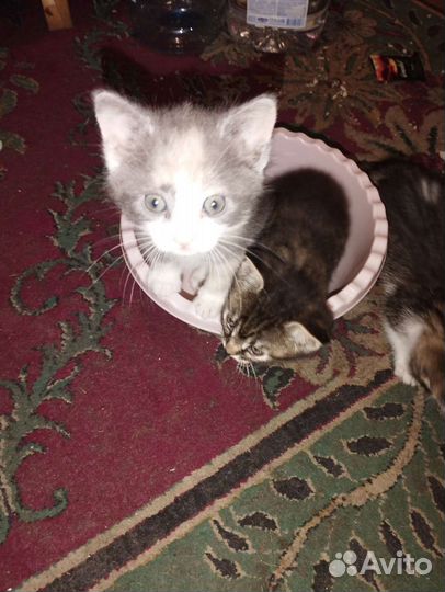 Котята в добрые руки бесплатно