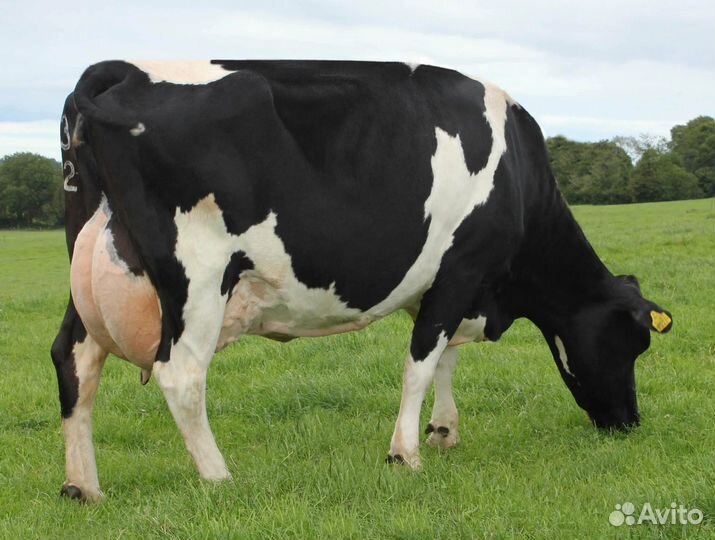 Продается корова