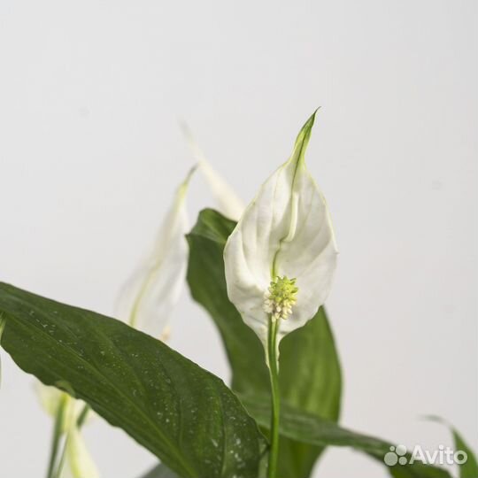 Комнатный цветок женское счастье