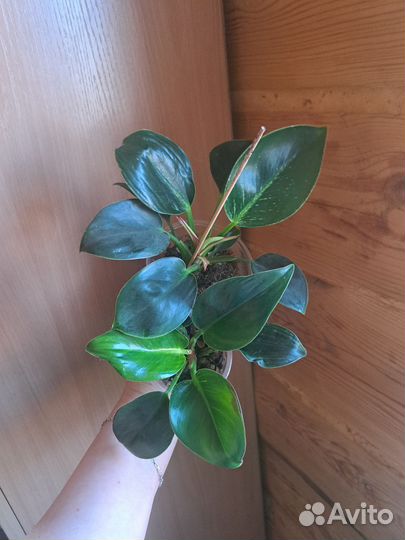 Филодендрон