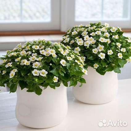 Экзакум (Персидская фиалка)