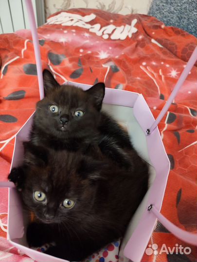 Котята