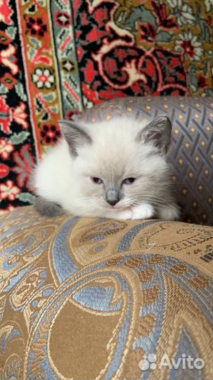 Котята рэгдолл девочки