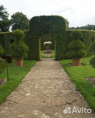 Граб саженцы