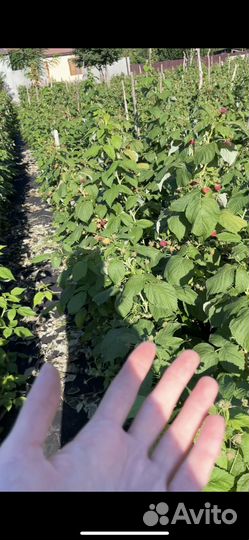 Рассада малины