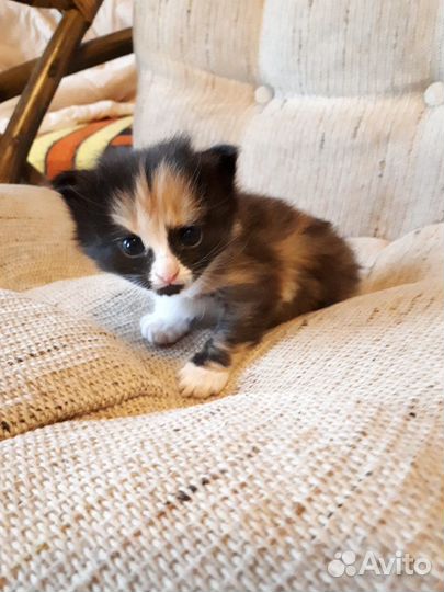 Котенок