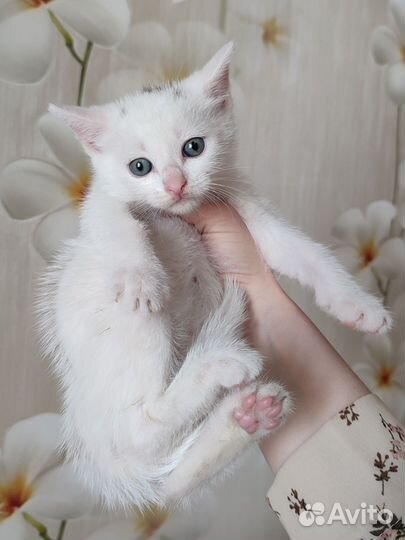 Котята в дар в добрые руки