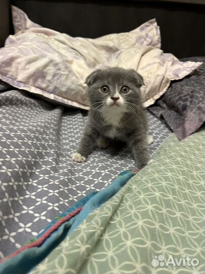 Котенок под елочку