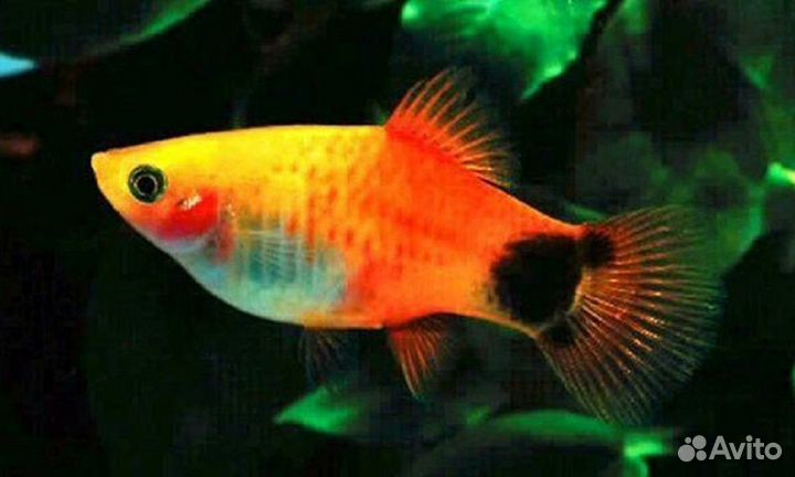 Пецилия Микки Маус Золотой (арт 6112)