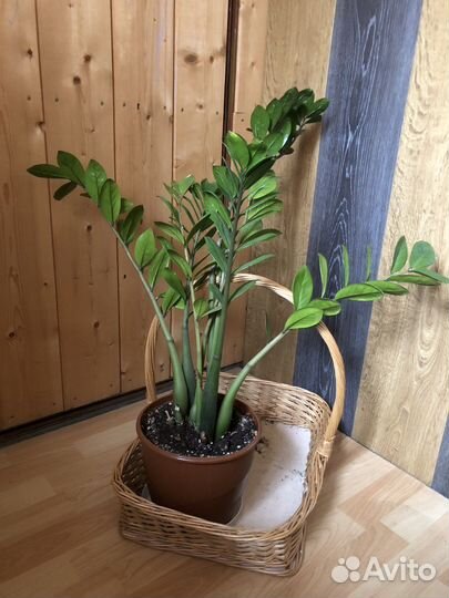 Замиокулькас