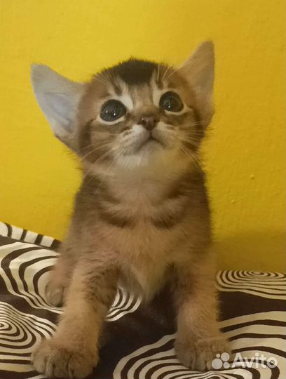 Абибенгалы, аби ориентал, абикуны