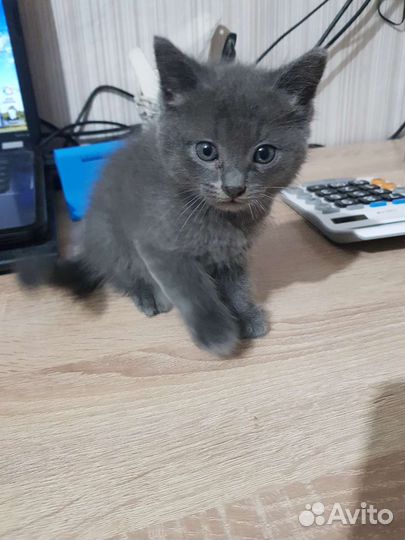 Британская кошка