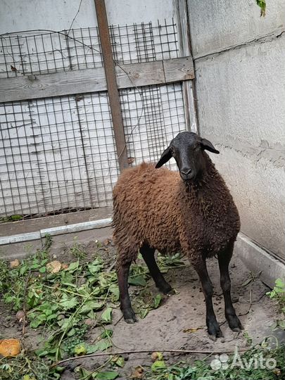 Мясо баранина свежая