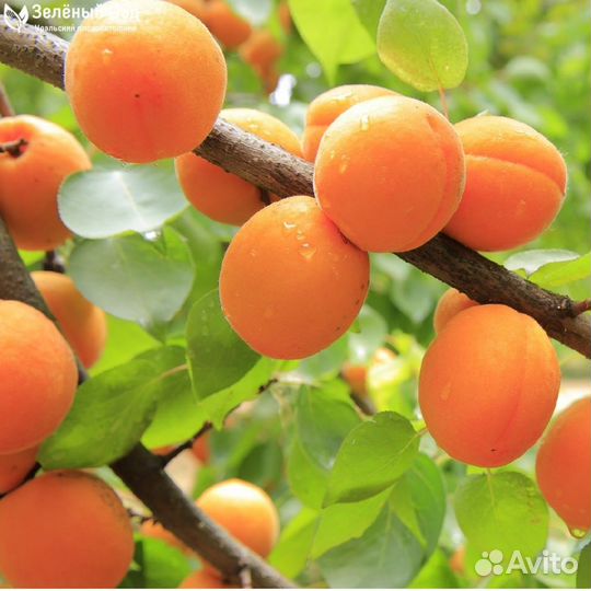 Саженцы Абрикоса летнего созревания