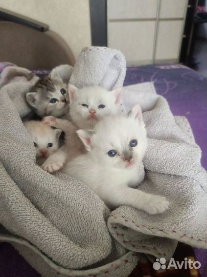 Котята отдам в добрые руки бесплатно