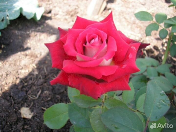 Саженцы роз Николь