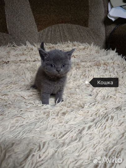 Котятки
