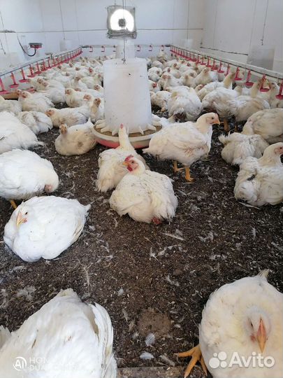 Куры бройлеры Росс-308
