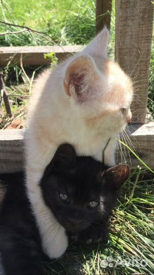 Котик (родился 16.04.2023)