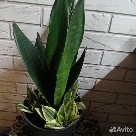 Сансевиерии сортовые
