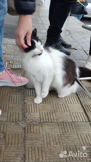 Кошка Муся в дар