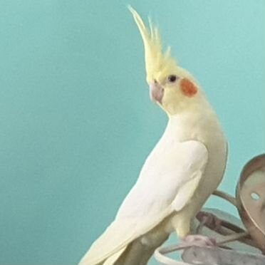 Волнистый попугай ручной