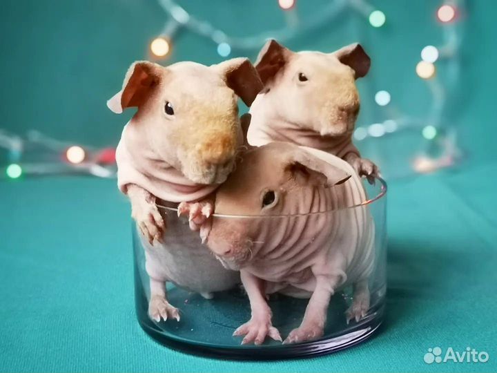 Морская свинка скинни(голые)