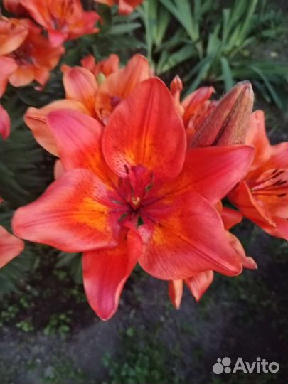 Лилия детки на цвету