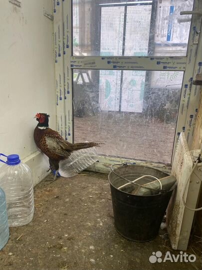 Фазан охотничий