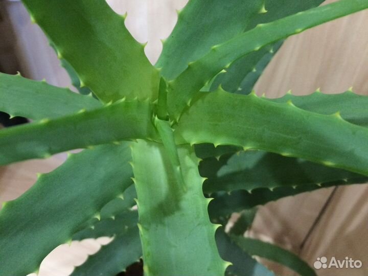 Алоэ лечебный