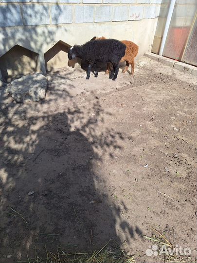 Баранчик эдельбаевский