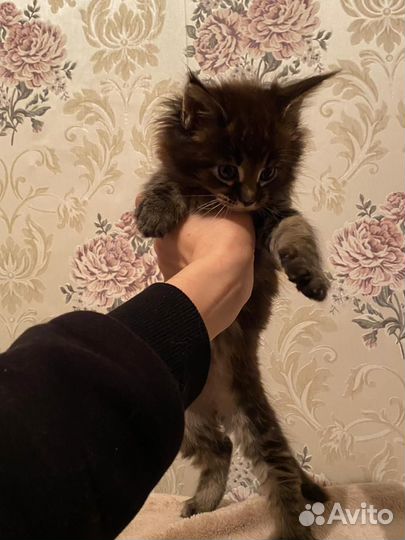 Котята мейн-кун