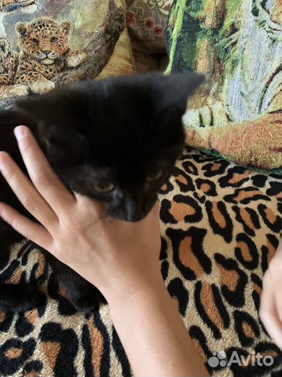 Котенок кошка