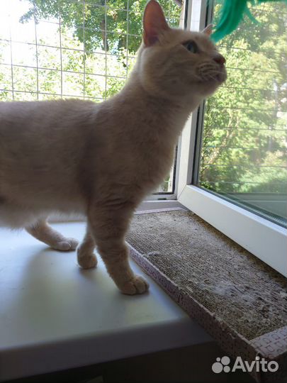 Милый рыжик