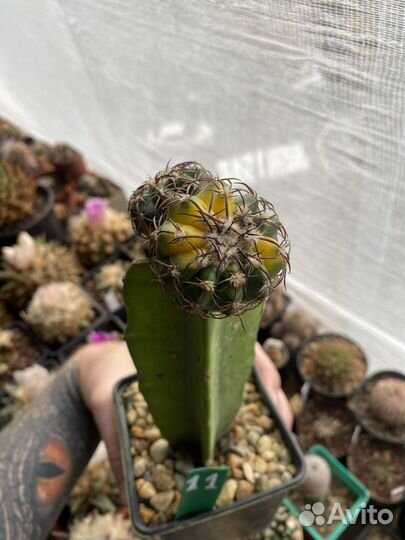 Кактус Discocactus variegata