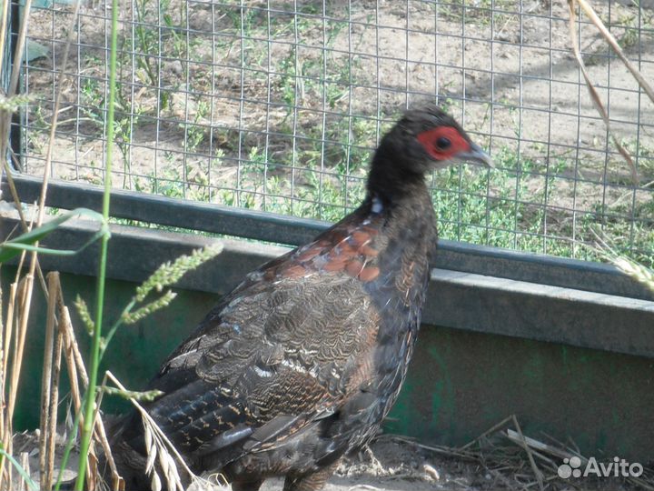 Фазаны свайно и алмазные