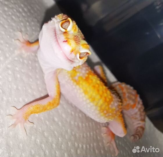 Геккон эублефар