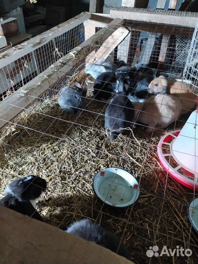 Кролики породы французский баран