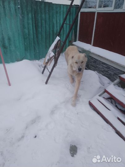 Алабай мальчик 2.5 клеймо документы пишите смс