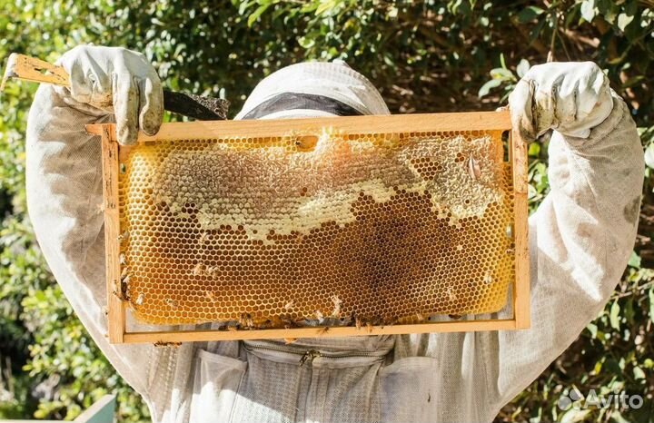 Мед, новый урожай 2024